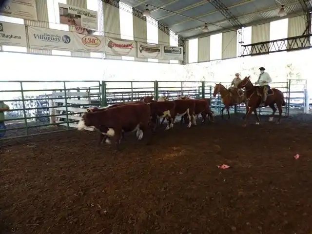 Comienza el calendario Farer 2020 con actividades ganaderas