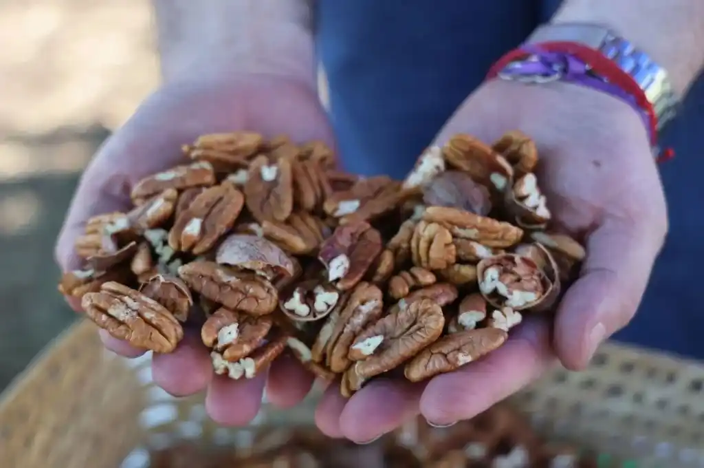 Entre Ríos avanza en el agregado de valor de la nuez pecán