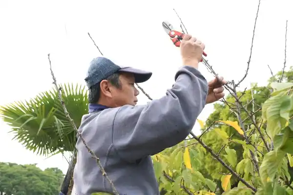 Este jueves se desarrollará una nueva capacitación de poda en la Dirección de Promoción de Empleo