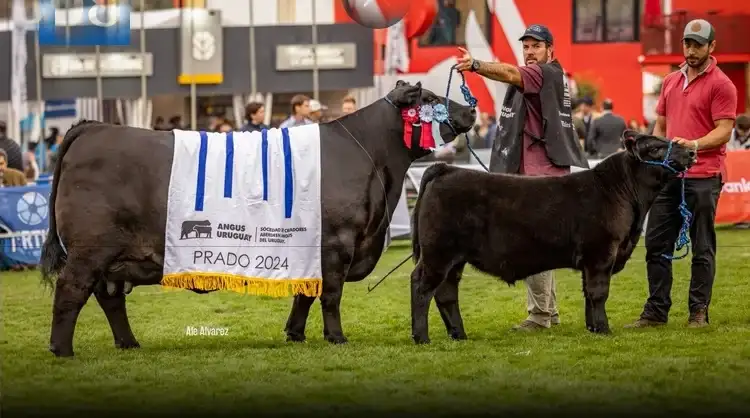 la reserva arena angus remate - 1
