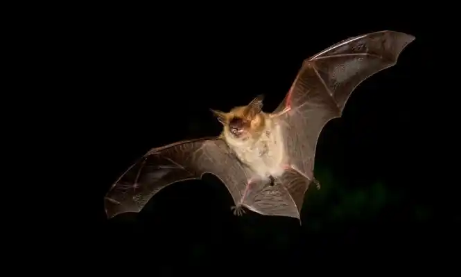 Lanzan recomendaciones a la población para saber cómo actuar ante la aparición de murciélagos