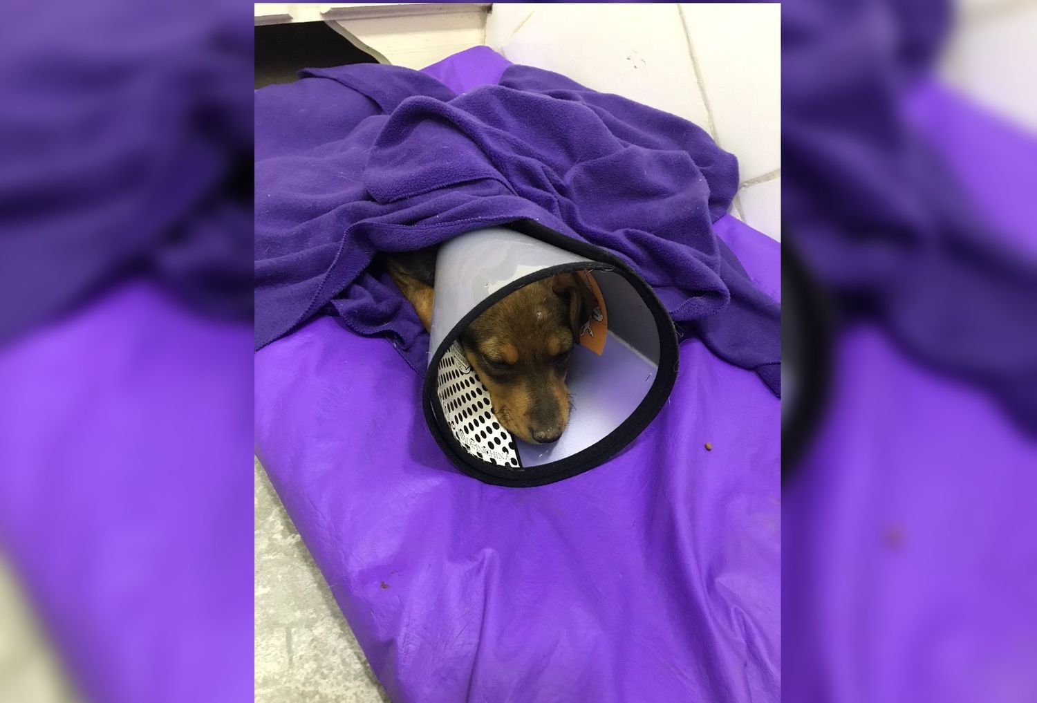 Denuncian la presencia de un “viola perros” en el barrio Independencia