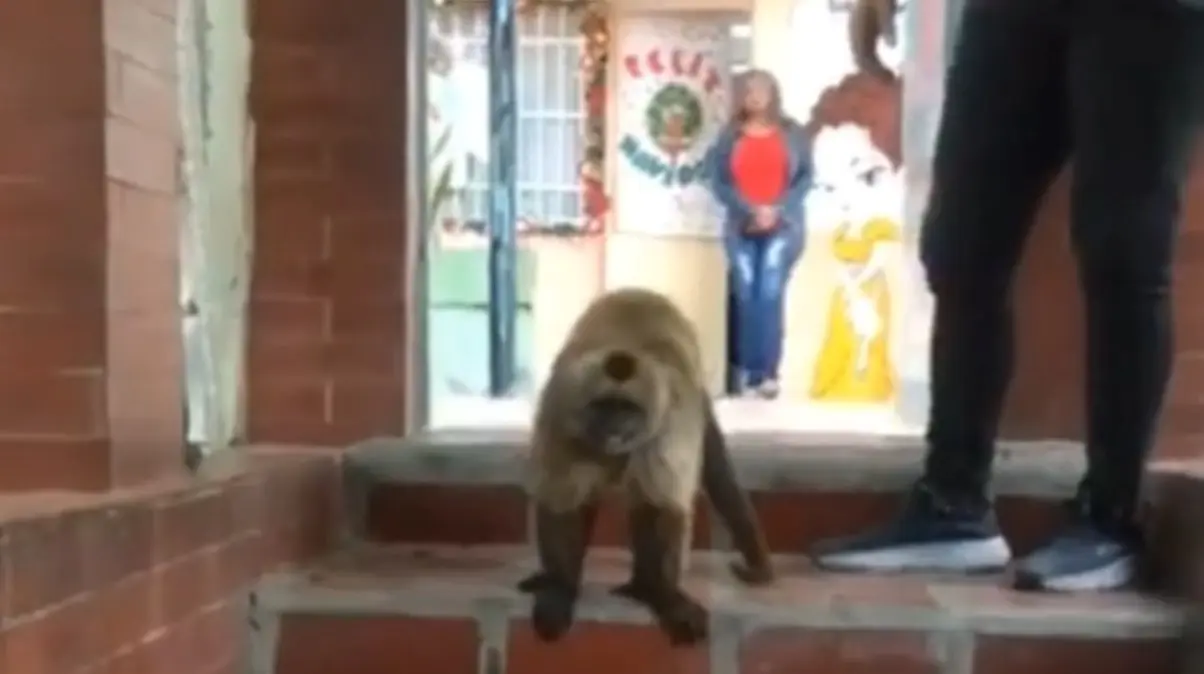 ¡NO ES EL PLANETA DE LOS SIMIOS! Monos Capuchinos se adueñaron de un preescolar en Caracas (VIDEO)