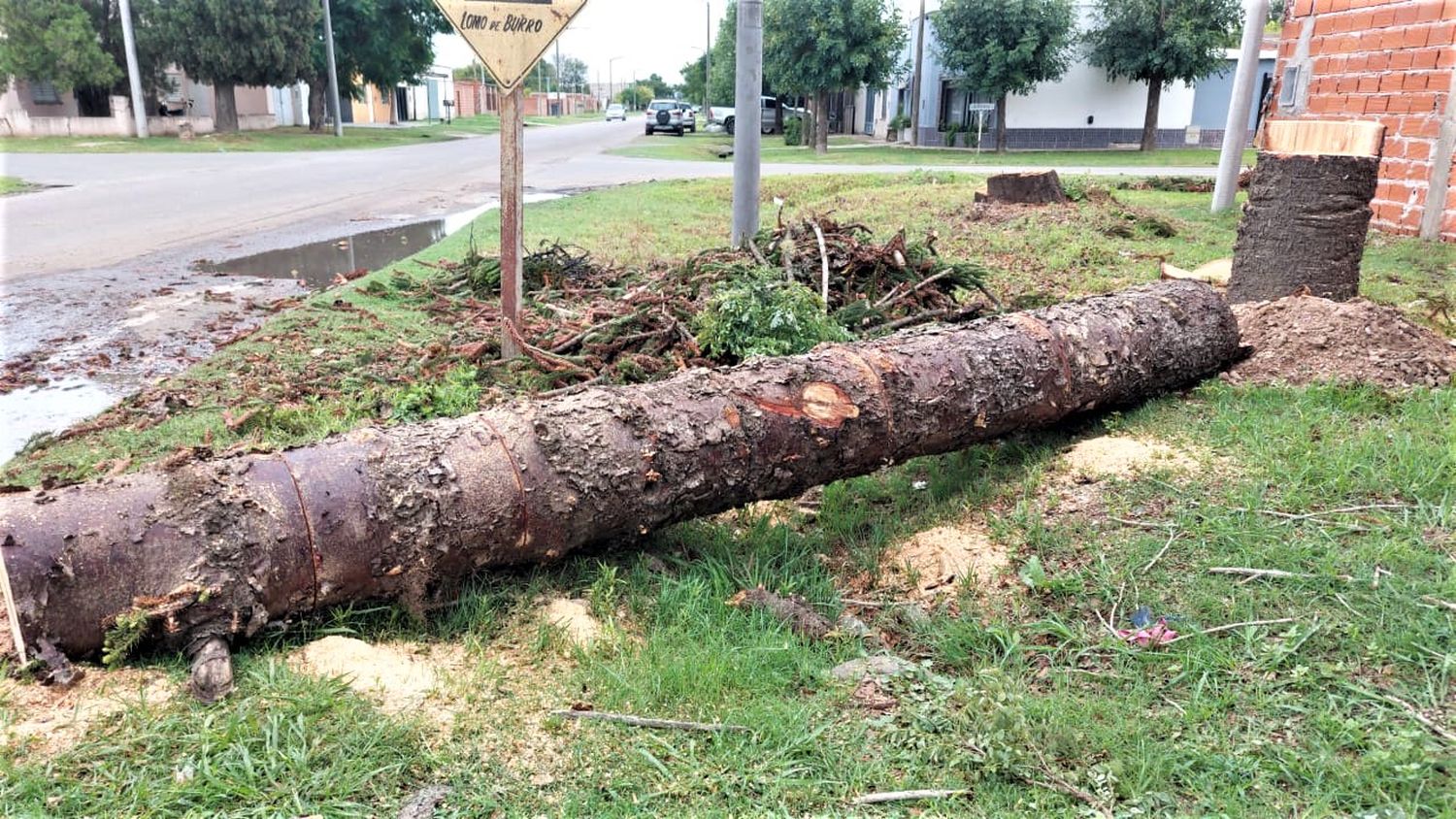 Habrá multa para los que cortaron el árbol de Boulevard Moreno al 1300