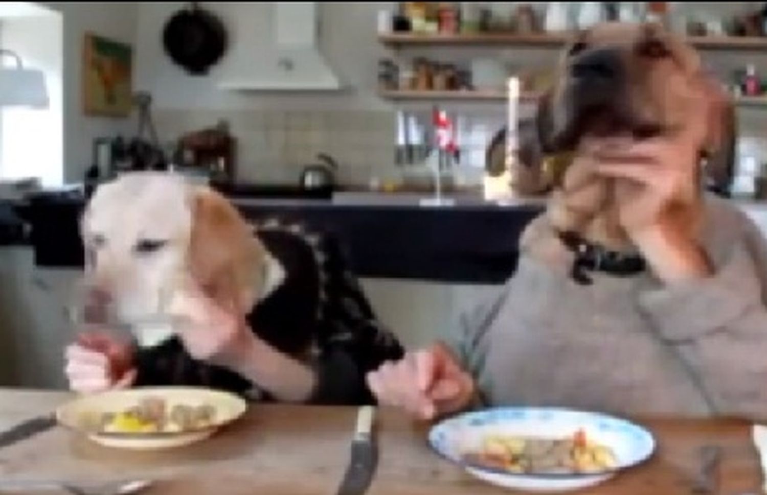 Increíble: dos perros muy educados comen en un restaurante