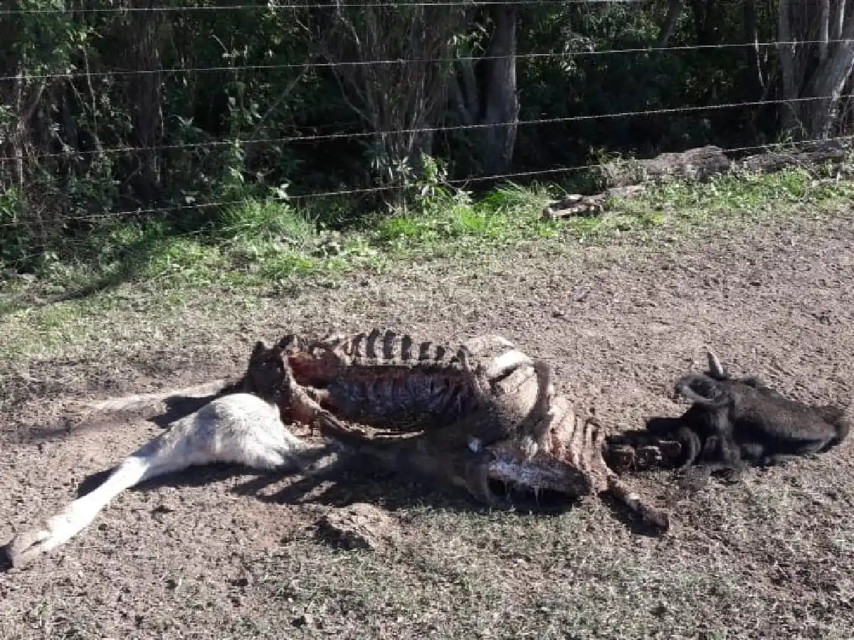 Faenamiento clandestino en un campo de Suardi