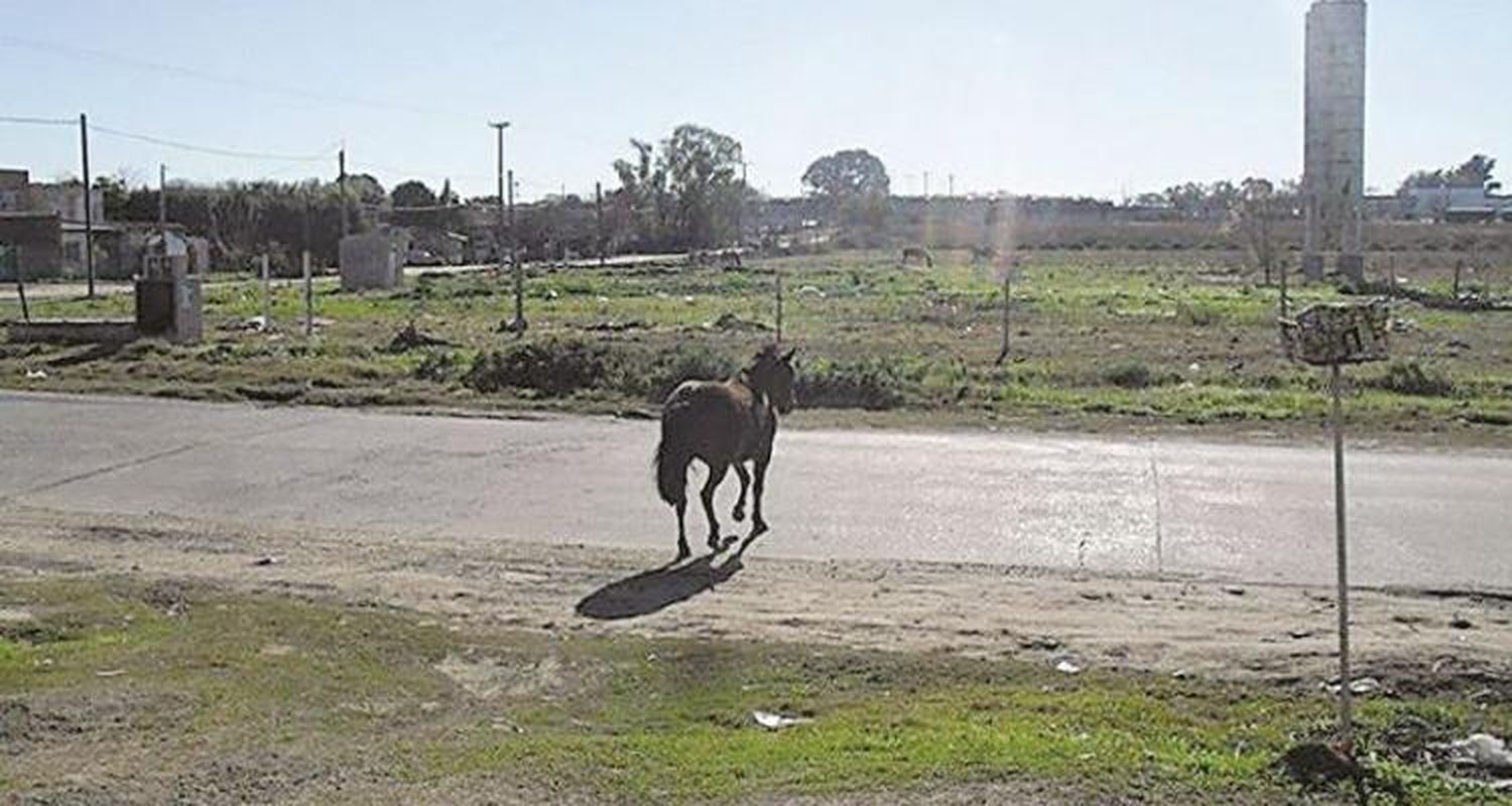 Continúan las repercusiones por los caballos sueltos