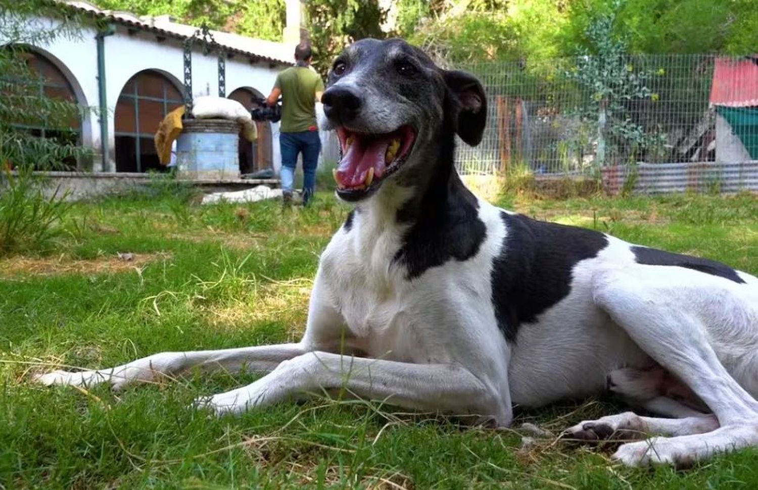 ¿Cuánto cuesta mantener a una mascota en nuestra ciudad?