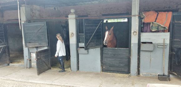 Se confirmaron cuadros de encefalomielitis equina en la zona centro del país