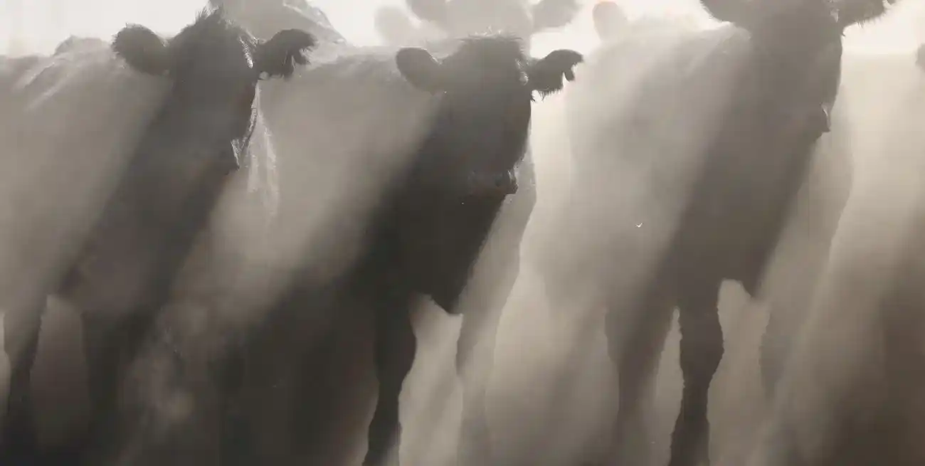 El stock ganadero busca recuperarse: qué revelan los últimos datos de faena de hembras
