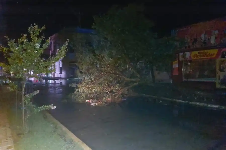 Tremendo temporal en Sunchales: más de 100 árboles caídos, calles anegadas y cables cortados