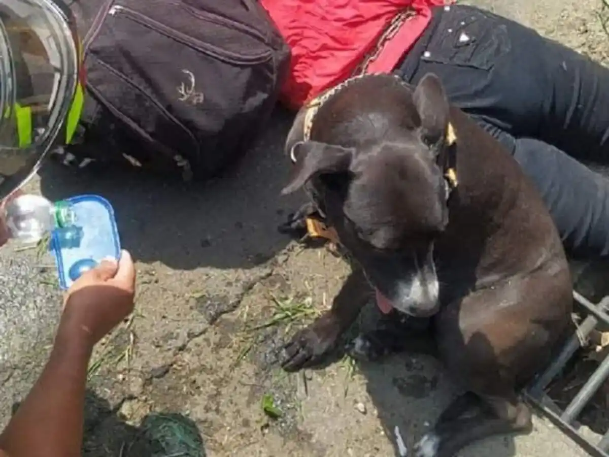 Mujer falleció en un accidente y su perrita se negó a abandonarla
