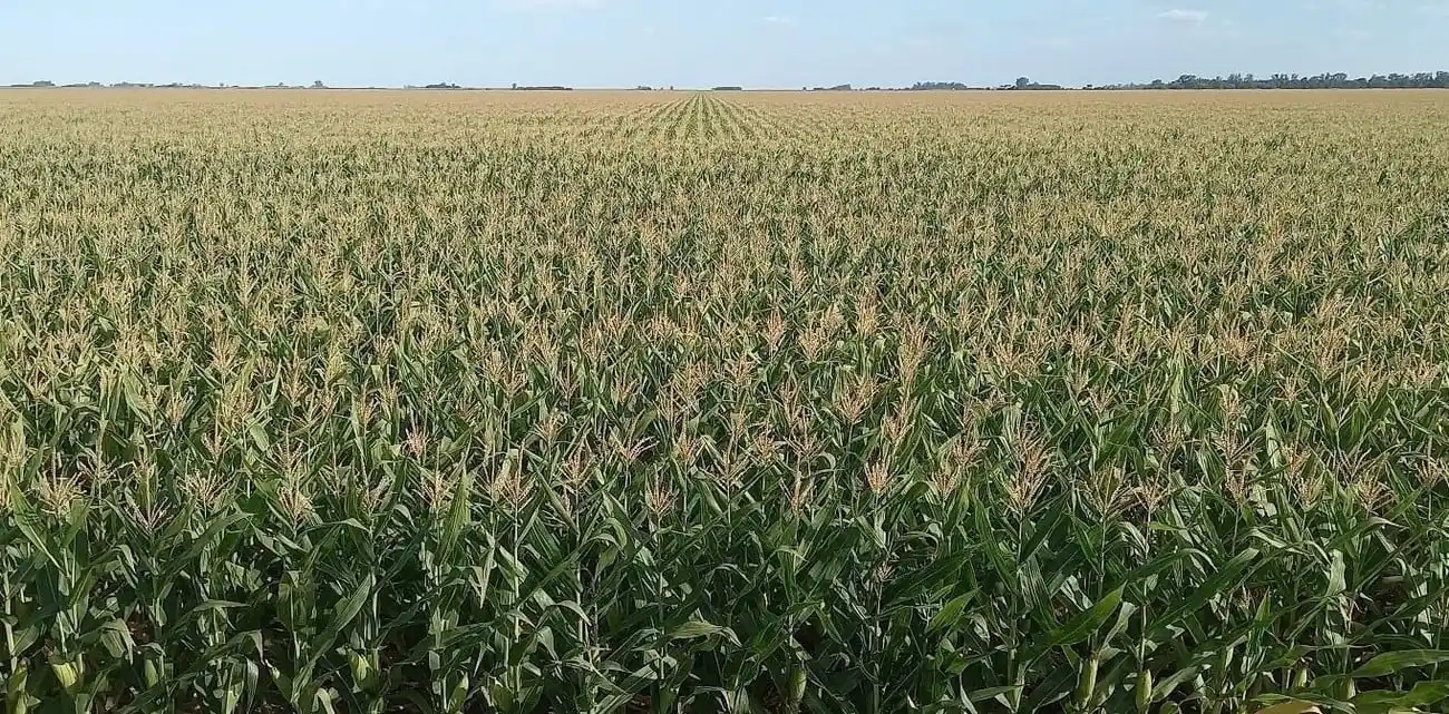 Lote con maíz temprano en excelente estado, en el oeste de la provincia. Foto: Gentileza SEA