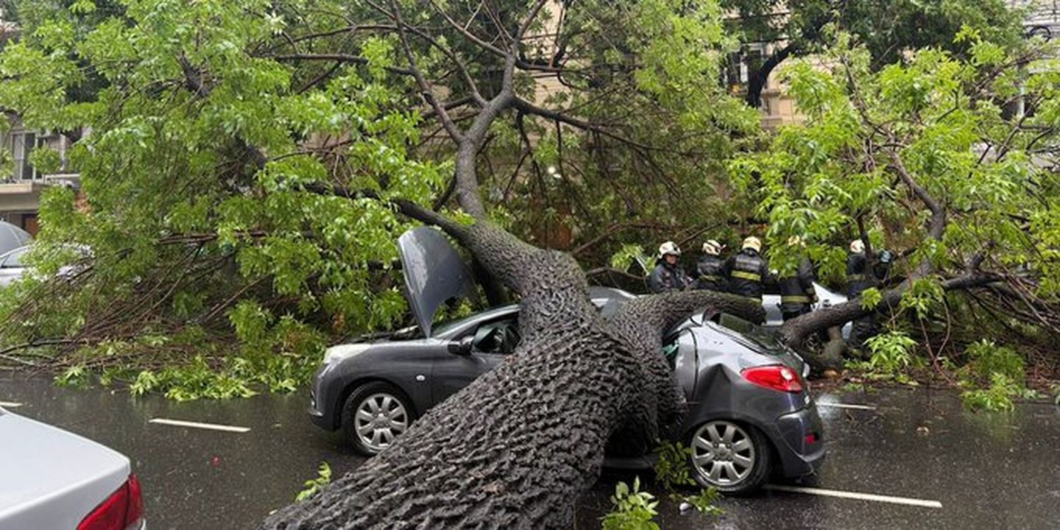 Un árbol cayó sobre el auto de dos jubilados mientras viajaban al casamiento de su hija