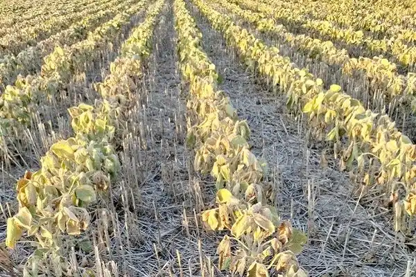 La producción total de soja   podría caer un 80% interanual