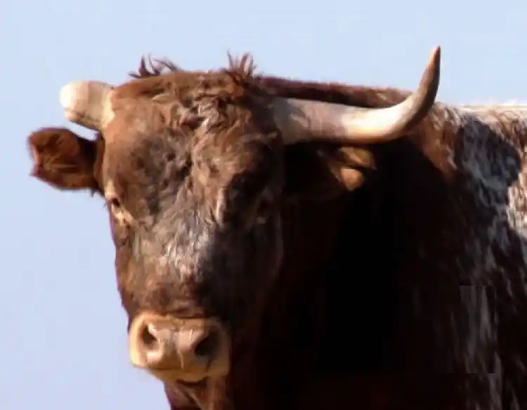 Institúyase el Premio Buey Corneta