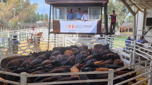 Mondino hace un tres por uno en Tres Arroyos