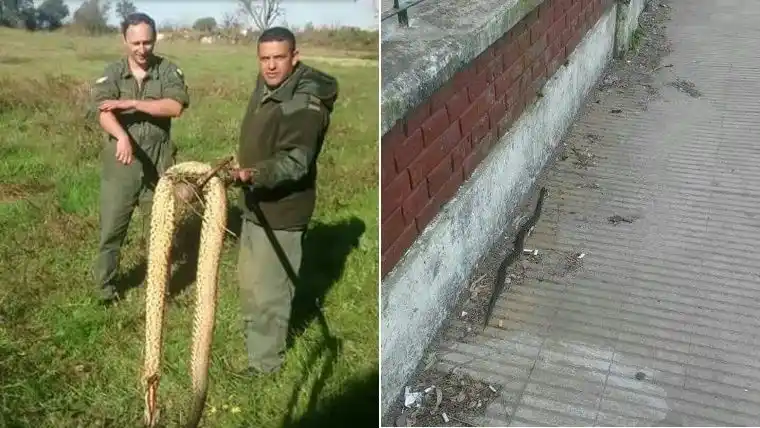 Protesta de padres en ruta 11 por víboras cerca de una escuela