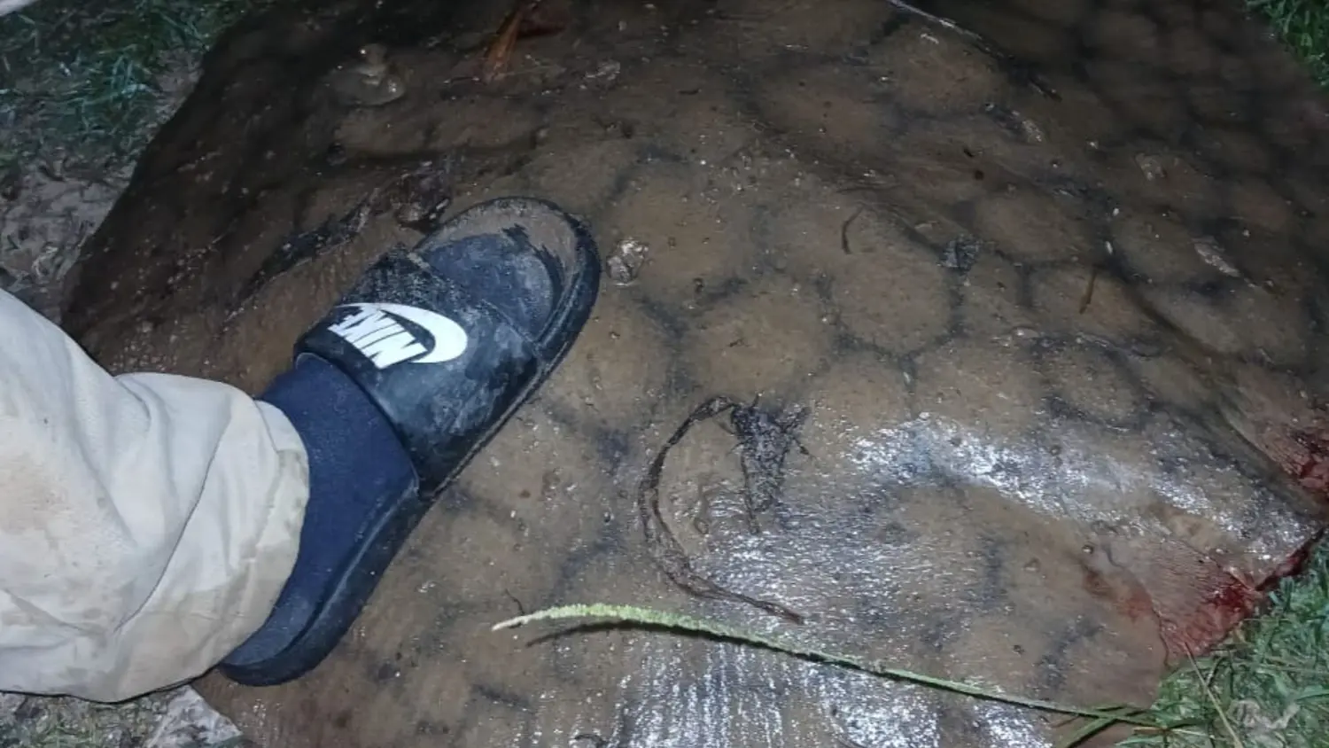 La raya de agua dulce presenta seis especies en el río Paraná. En la región abunda la raya gigante o fina.