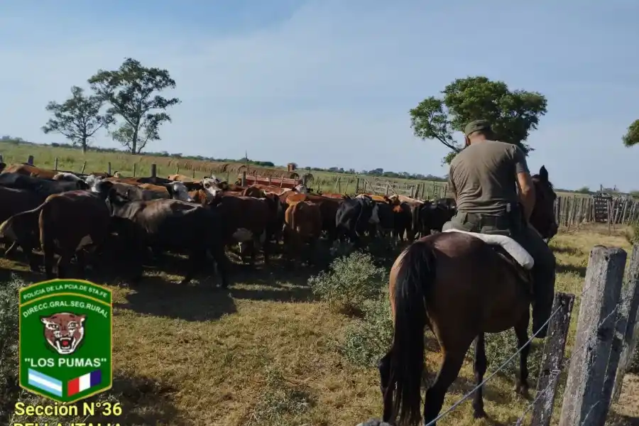 Misteriosa desaparición de animales en Aurelia: no descartan un intento de hurto