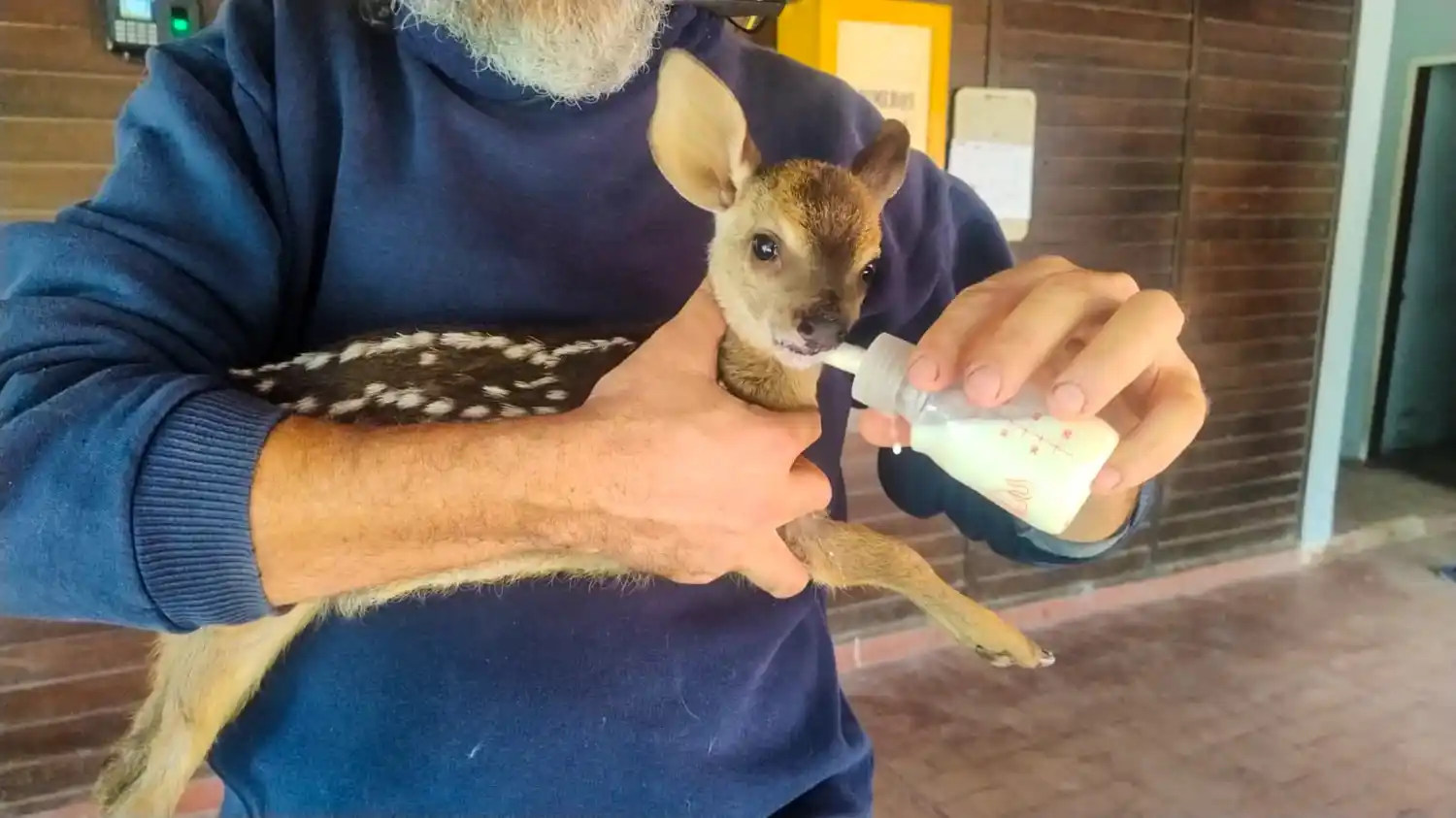 Aclaran que el animal hallado en Pirané se trata de un guazuncho