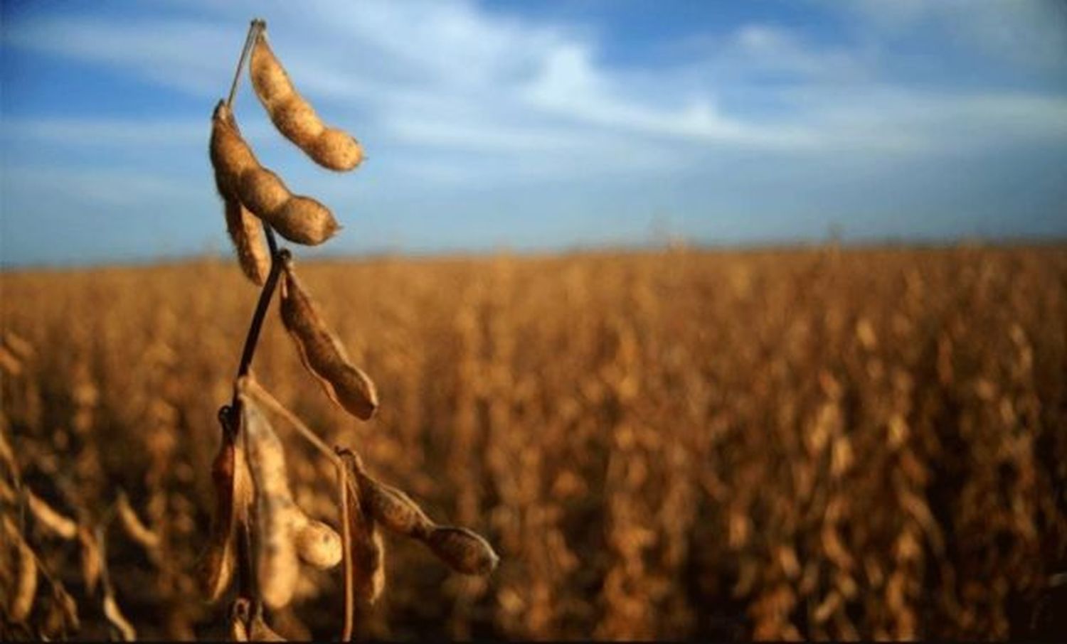 Retenciones, materias primas y guerra europea: Los 400 millones de dólares que enfrenta al gobierno de Fernández con agroexportadoras