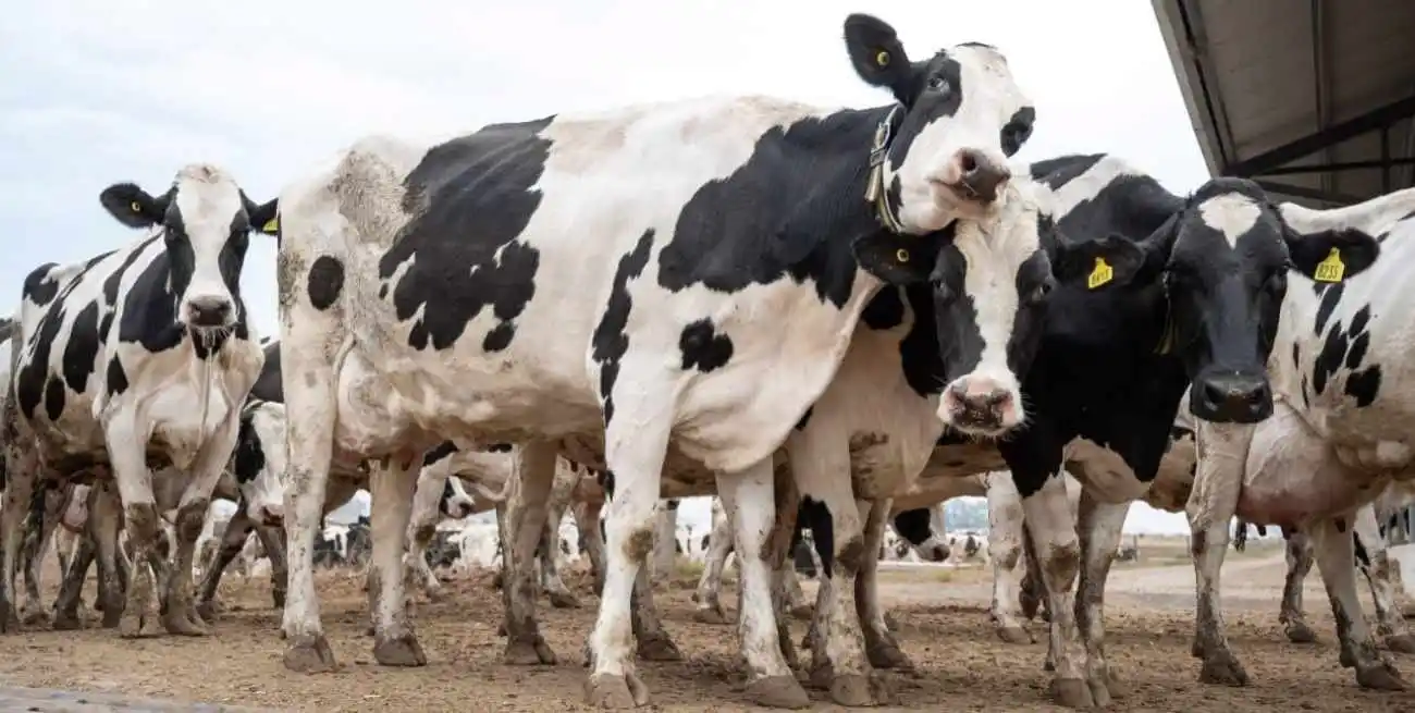 Giraudo indicó que -aún con buenos valores, en torno a u$s 3.600 la tonelada- “el precio de la exportación actual está debajo del valor que pagan las industrias por la materia prima”.