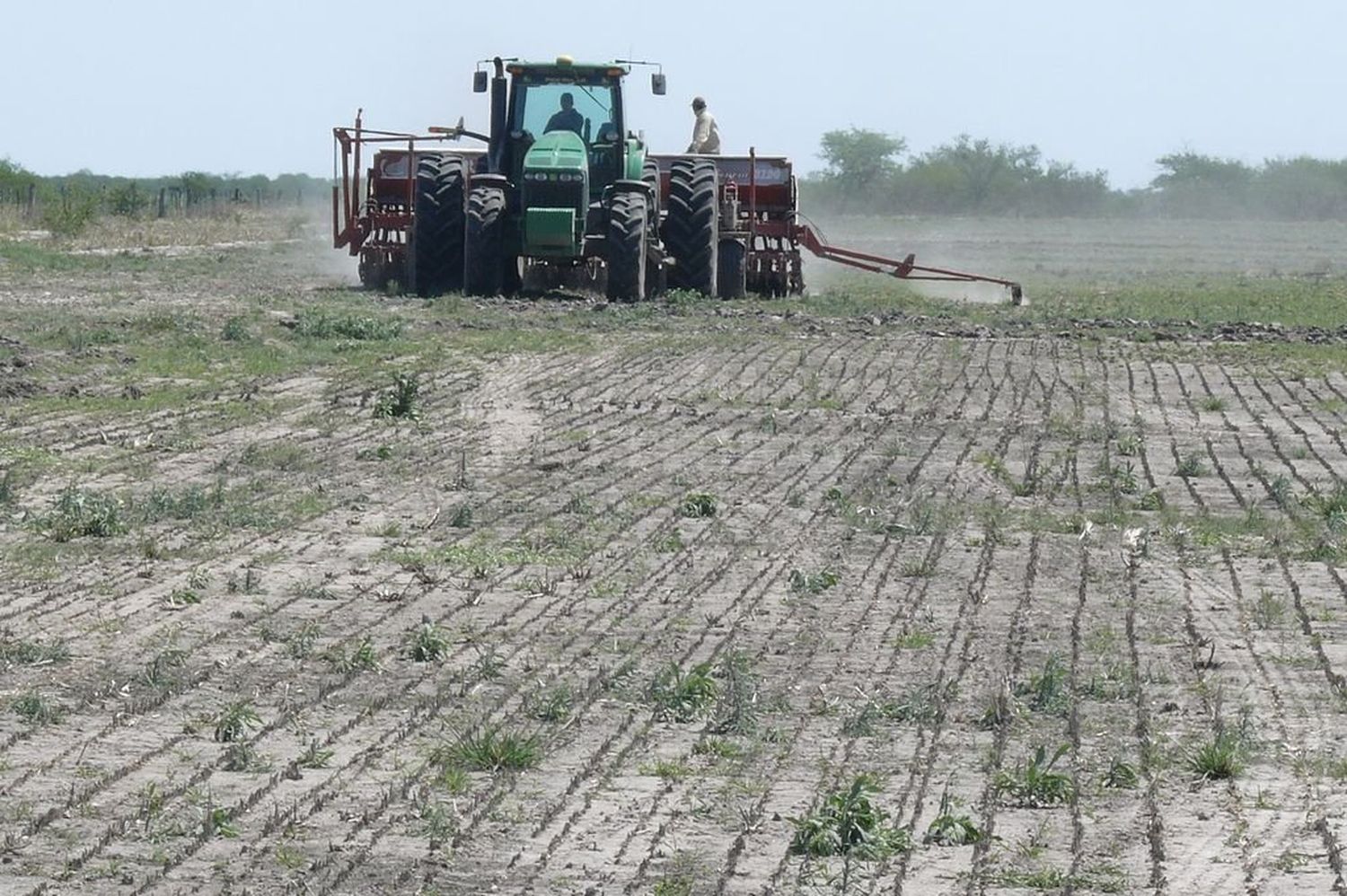 Tras casi una década de derrumbe, el arroz vuelve a crecer en la costa santafesina