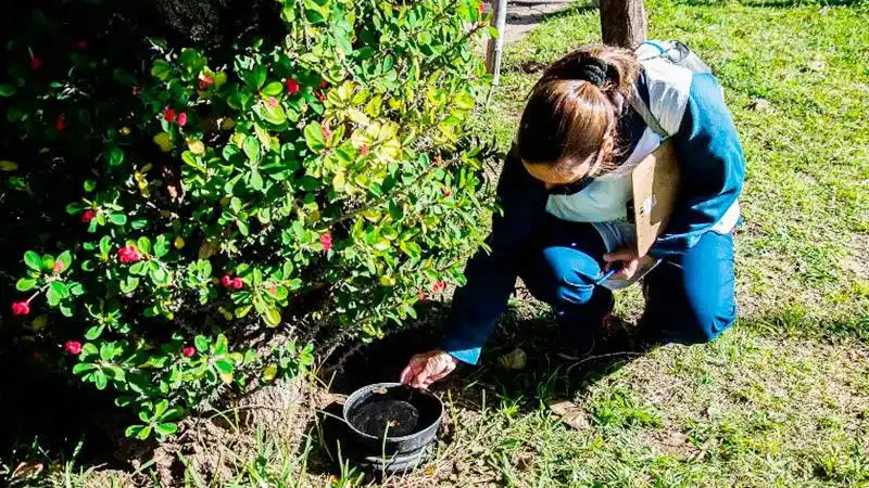 Detectaron caso de dengue autóctono, en Paraná