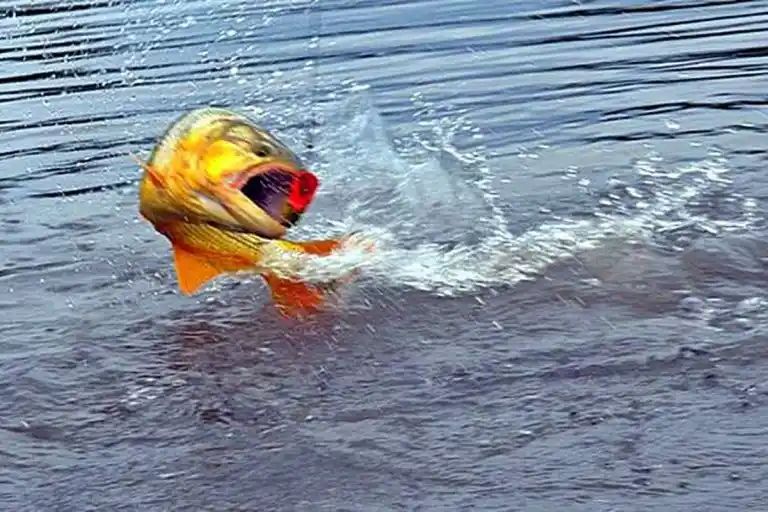 Hallan restos de 16 medicamentos en dorados, sábalos y bogas del río Uruguay