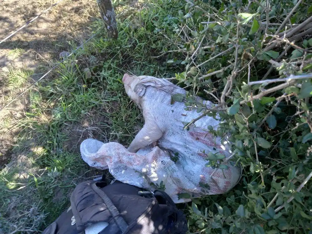 Abigeato en Gualeguay: Incautaron carne faenada y 2 lechones