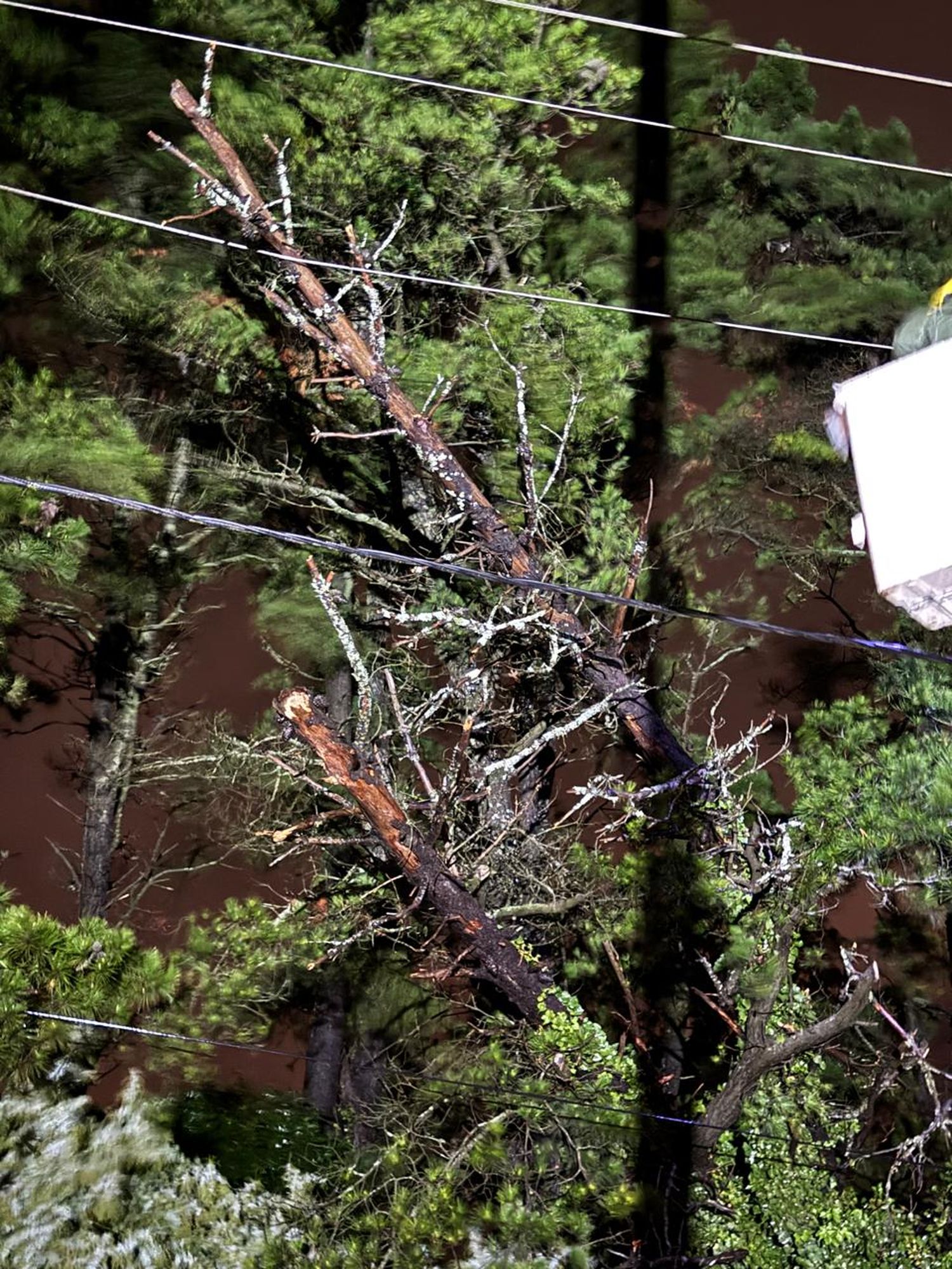 usina arboles cables - 2