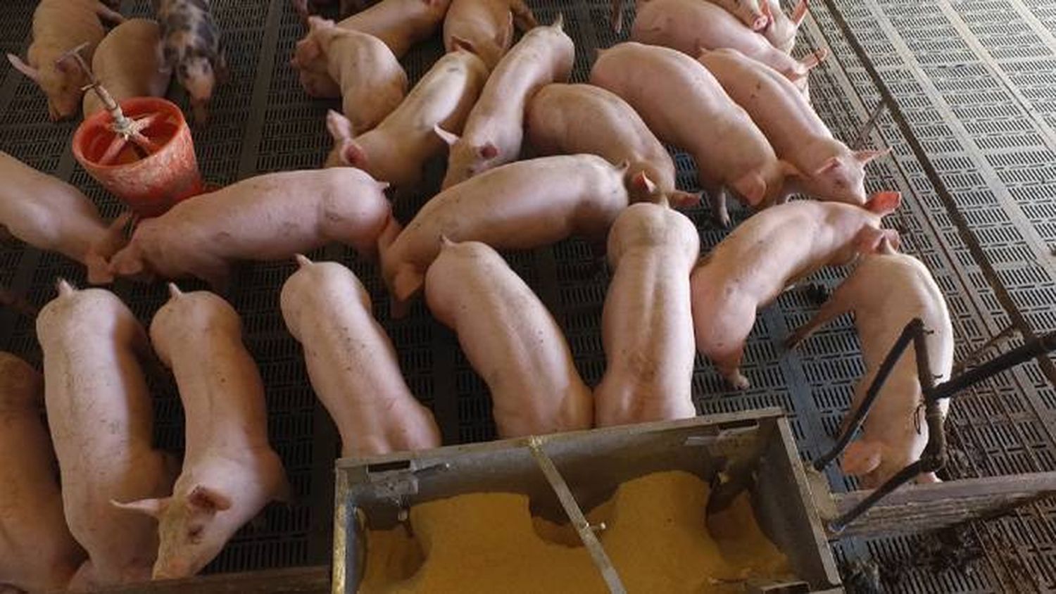La producción porcina entrerriana crece en las granjas familiares