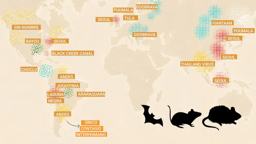 Hantavirus - 2