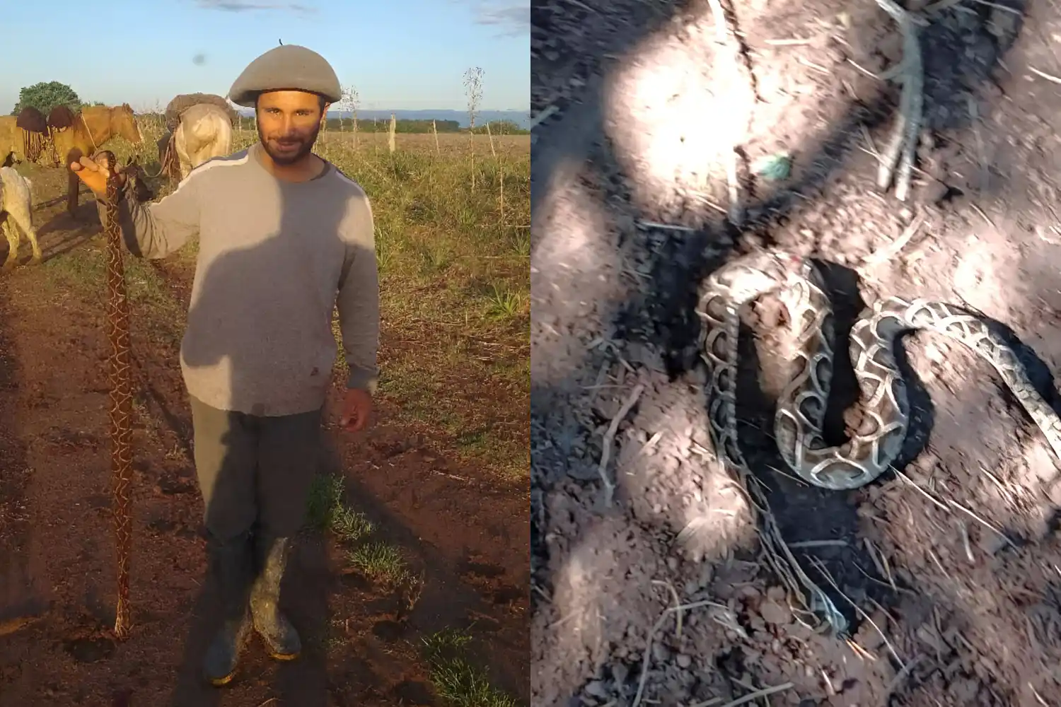 La yarará fue capturada por trabajadores de un establecimiento rural.