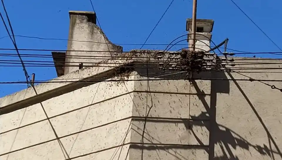 Un enorme panal de abejas en pleno centro causó preocupación