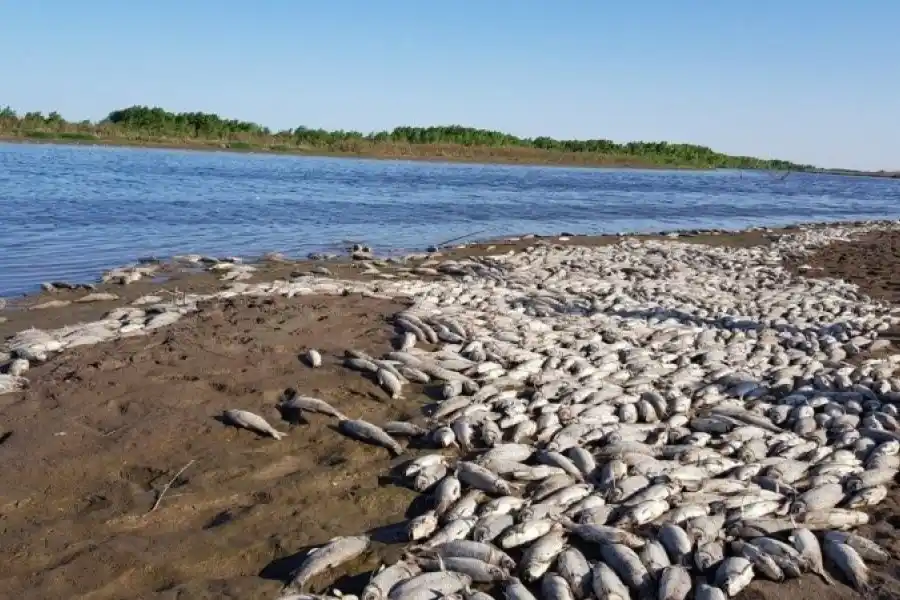 Millones de peces flotando muertos en un río sobre el límite entre Tucumán y Santiago del Estero: ¿qué les pasó?