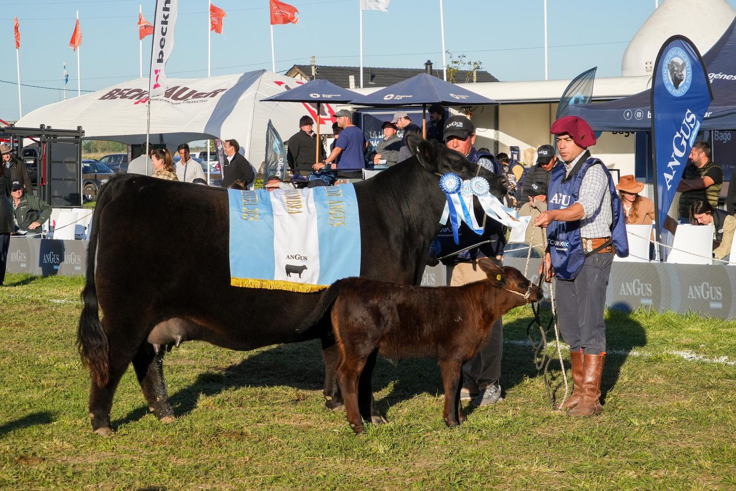 Atenea, la Gran Campeón Hembra de Arandú en la Exposición Nacional de Primavera Angus en Cañuelas