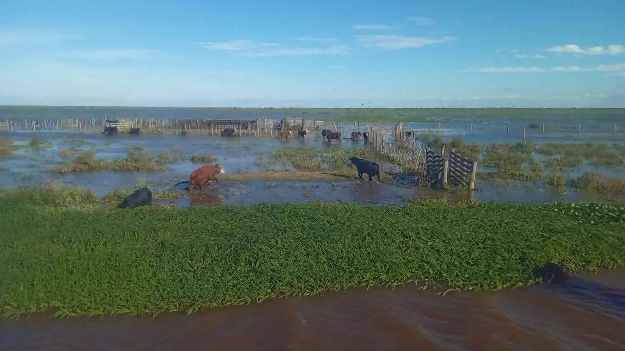 Creciente: estiman que el río permanecerá estable y quedaron animales afectados en islas