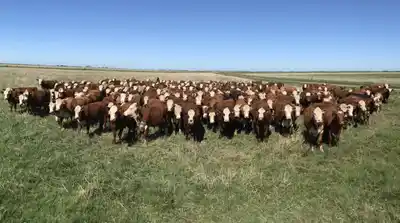 Denunciaron el robo de más de 800 cabezas de ganado en una estancia del sur entrerriano