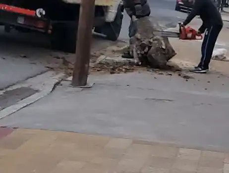 Tala de arbolado público 