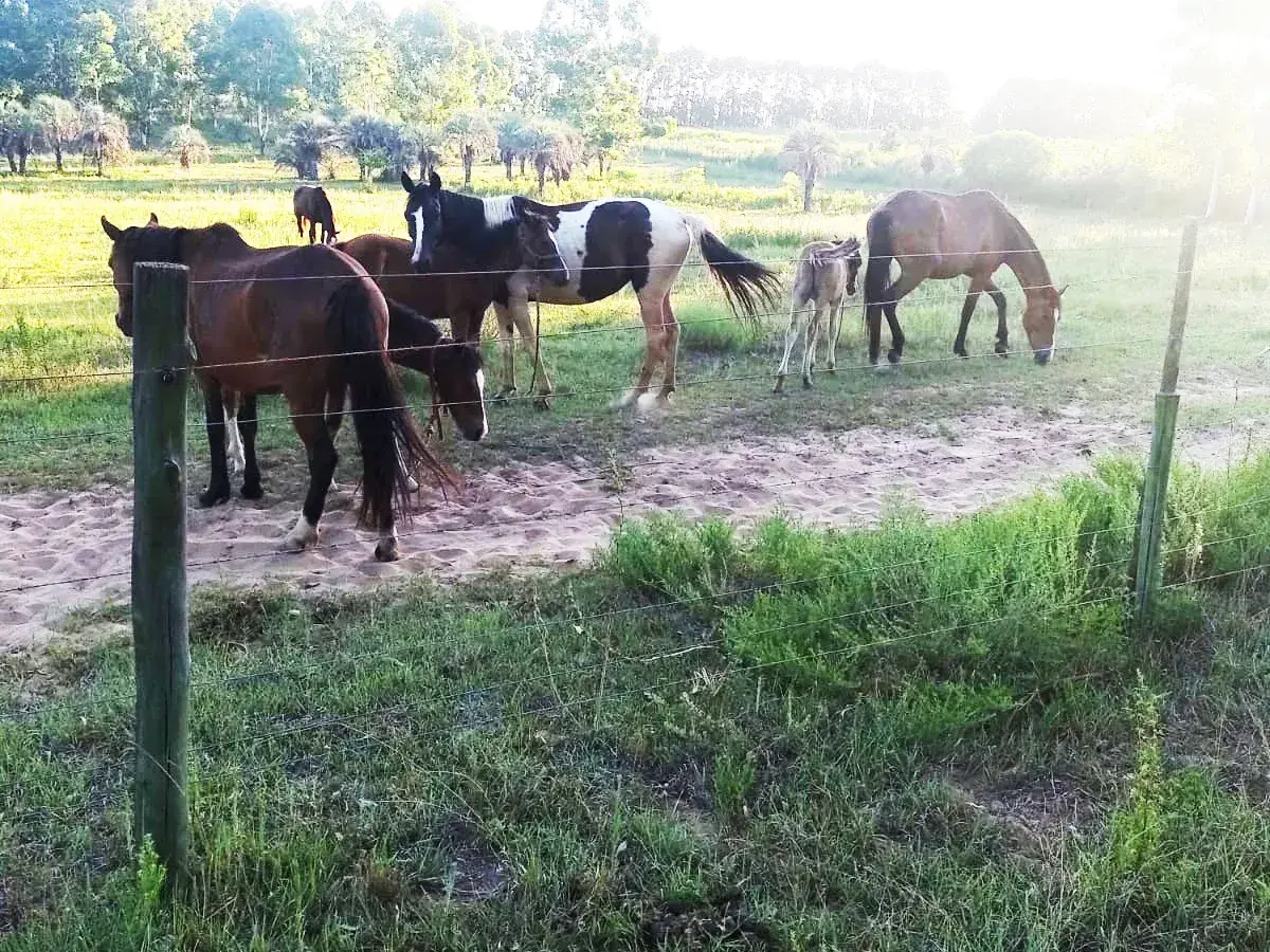 Denuncia por presunto robo y retención de equinos en un campo de la Ruta 14