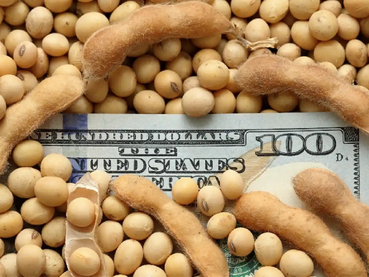 Saldo negativo para la soja de primera en Córdoba 