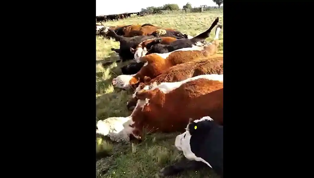 32 vacas comieron el cereal del campo vecino y murieron días después 