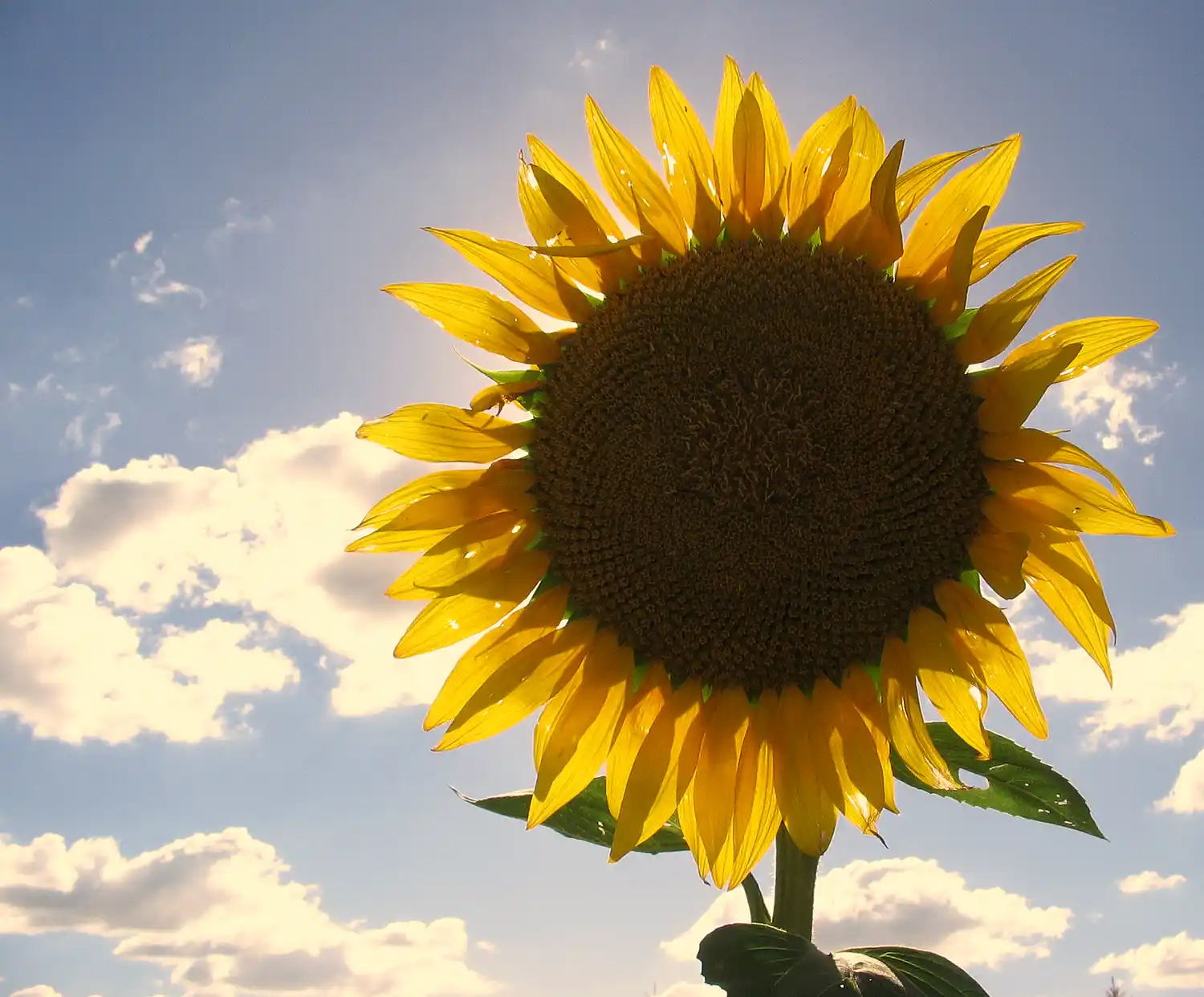 El Niño eclipsó al girasol de la zona