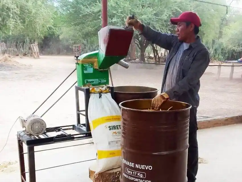 En el Oeste avanza el proceso 
para producir harina de algarroba