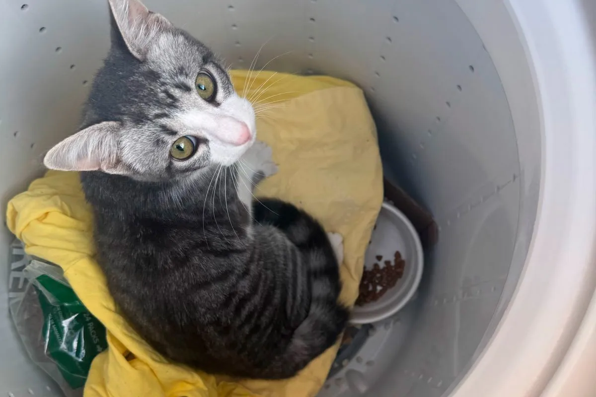 Un hombre denunció a su ex por robarle el gato y lo encontraron escondido dentro de un lavarropas