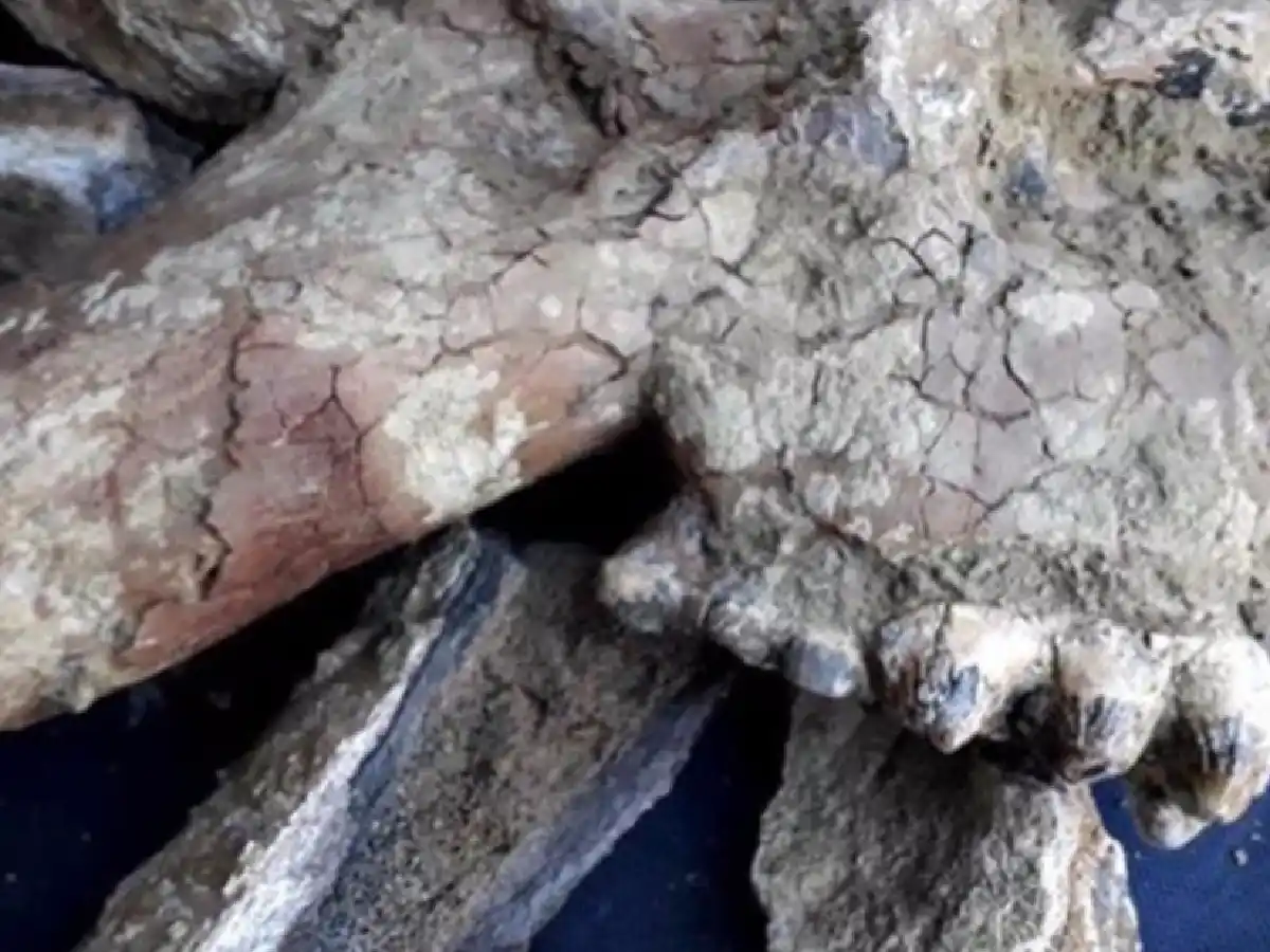 Compró un camión con tierra y encontró restos fósiles de un animal prehistórico