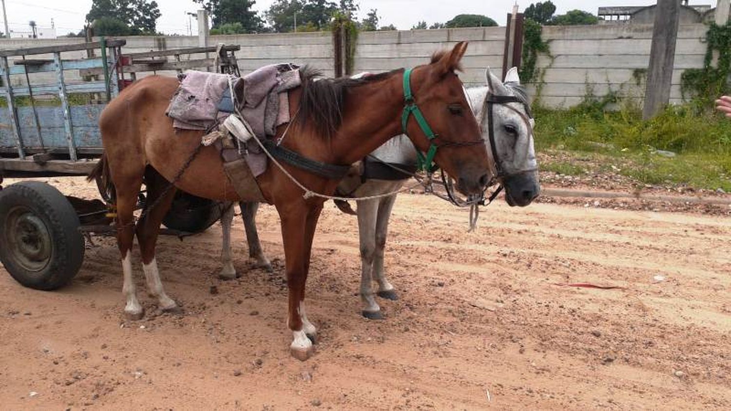 La municipalidad secuestró dos equinos con signos de maltrato y desnutrición