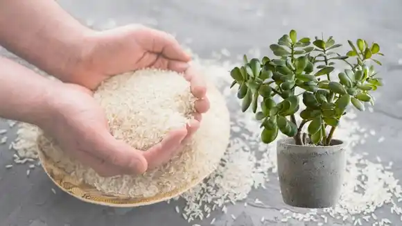 Coloca arroz a la planta de jade y prepárate para verla florear